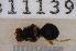  ( - UHIM.ms11139)  @11 [ ] by-nc-nd (2020) University of Hawaii Insect Museum University of Hawaii Insect Museum