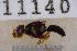  ( - UHIM.ms11140)  @11 [ ] by-nc-nd (2020) University of Hawaii Insect Museum University of Hawaii Insect Museum