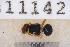  ( - UHIM.ms11142)  @11 [ ] by-nc-nd (2020) University of Hawaii Insect Museum University of Hawaii Insect Museum