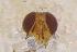  ( - UHIM.ms11142)  @11 [ ] by-nc-nd (2020) University of Hawaii Insect Museum University of Hawaii Insect Museum