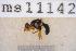  ( - UHIM.ms11142)  @11 [ ] by-nc-nd (2020) University of Hawaii Insect Museum University of Hawaii Insect Museum