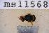  ( - UHIM.ms11568)  @11 [ ] by-nc-nd (2020) University of Hawaii Insect Museum University of Hawaii Insect Museum