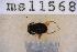  ( - UHIM.ms11568)  @11 [ ] by-nc-nd (2020) University of Hawaii Insect Museum University of Hawaii Insect Museum