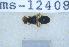  ( - UHIM.ms12408)  @11 [ ] by-nc-nd (2020) University of Hawaii Insect Museum University of Hawaii Insect Museum