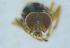  ( - UHIM.ms12408)  @11 [ ] by-nc-nd (2020) University of Hawaii Insect Museum University of Hawaii Insect Museum