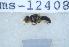  ( - UHIM.ms12408)  @11 [ ] by-nc-nd (2020) University of Hawaii Insect Museum University of Hawaii Insect Museum