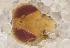  ( - UHIM.ms12410)  @11 [ ] by-nc-nd (2020) University of Hawaii Insect Museum University of Hawaii Insect Museum