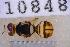  ( - UHIM.ms10848)  @11 [ ] BY-NC-ND (2023) University of Hawaii Insect Museum UHIM