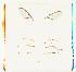  ( - UHIM.ms10848)  @11 [ ] BY-NC-ND (2023) University of Hawaii Insect Museum UHIM