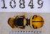  ( - UHIM.ms10849)  @11 [ ] BY-NC-ND (2023) University of Hawaii Insect Museum UHIM