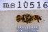  ( - UHIM.ms10516)  @11 [ ] BY-NC-ND (2023) University of Hawaii Insect Museum UHIM
