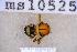  ( - UHIM.ms10525)  @11 [ ] BY-NC-ND (2023) University of Hawaii Insect Museum UHIM
