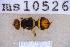  ( - UHIM.ms10526)  @11 [ ] BY-NC-ND (2023) University of Hawaii Insect Museum UHIM