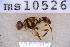  ( - UHIM.ms10526)  @11 [ ] BY-NC-ND (2023) University of Hawaii Insect Museum UHIM