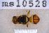  ( - UHIM.ms10528)  @11 [ ] BY-NC-ND (2023) University of Hawaii Insect Museum UHIM