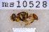  ( - UHIM.ms10528)  @11 [ ] BY-NC-ND (2023) University of Hawaii Insect Museum UHIM