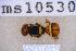  ( - UHIM.ms10530)  @11 [ ] BY-NC-ND (2023) University of Hawaii Insect Museum UHIM