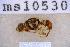  ( - UHIM.ms10530)  @11 [ ] BY-NC-ND (2023) University of Hawaii Insect Museum UHIM