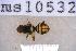  ( - UHIM.ms10532)  @11 [ ] BY-NC-ND (2023) University of Hawaii Insect Museum UHIM