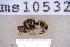  ( - UHIM.ms10532)  @11 [ ] BY-NC-ND (2023) University of Hawaii Insect Museum UHIM