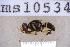  ( - UHIM.ms10534)  @11 [ ] BY-NC-ND (2023) University of Hawaii Insect Museum UHIM