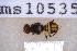  ( - UHIM.ms10535)  @11 [ ] BY-NC-ND (2023) University of Hawaii Insect Museum UHIM
