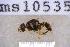  ( - UHIM.ms10535)  @11 [ ] BY-NC-ND (2023) University of Hawaii Insect Museum UHIM