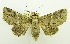  (Targalla palliatrix - USNM ENT 00800111)  @14 [ ] Unspecified (default): All Rights Reserved  Unspecified Unspecified
