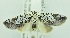  (Giaura bostyRcodes - USNM ENT 00808642)  @14 [ ] Unspecified (default): All Rights Reserved  Unspecified Unspecified