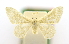  ( - USNM ENT 00808867)  @11 [ ] Unspecified (default): All Rights Reserved  Unspecified Unspecified