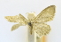  ( - USNM ENT 00808869)  @11 [ ] Unspecified (default): All Rights Reserved  Unspecified Unspecified