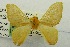 (Acraga nr. melinda - USNM ENT 00719143)  @14 [ ] Unspecified (default): All Rights Reserved  Unspecified Unspecified