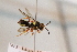  ( - CR-33325-48)  @13 [ ] CreativeCommons  Attribution Non-Commercial Share-Alike (2019) Claus Rasmussen Aarhus University, Denmark