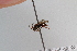  ( - CR-33325-76)  @11 [ ] CreativeCommons  Attribution Non-Commercial Share-Alike (2019) Claus Rasmussen Aarhus University, Denmark