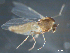  (Corynoneura sp. 1ES - 08WOLVES-01234)  @13 [ ] CreativeCommons - Attribution (2011) CBG Photography Group Centre for Biodiversity Genomics