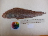  ( - Cynoglossus itinus-2)  @12 [ ] Copyright (2013) Rajiv USM