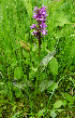  (Dactylorhiza baltica - Dbalt2111Mt)  @11 [ ] Copyright (2018) Irina Kirillova Institute of Biology of Komi Scientific Centre of the Ural Branch of the Russian Academy of Sciences