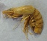 (Parapenaeopsis - DS7a)  @11 [ ] Copyright (2016) PHCDBS PAUL HEBERT CENTRE FOR DNA BARCODING AND BIODIVERSITY STUDIES