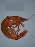  ( - KAK6)  @11 [ ] Copyright (2014) PHCDBS Paul Hebert Centre For DNA Barcoding And Biodiversity Studies