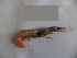  (Metapenaeus dobsoni - KAK8)  @11 [ ] Copyright (2014) PHCDBS Paul Hebert Centre For DNA Barcoding And Biodiversity Studies