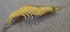  ( - MJ5.1)  @11 [ ] Copyright (2016) PHCDBS PAUL HEBERT CENTRE FOR DNA BARCODING AND BIODIVERSITY STUDIES