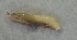 (Parapenaeus murrayi - ND3.1)  @11 [ ] Copyright (2016) PHCDBS PAUL HEBERT CENTRE FOR DNA BARCODING AND BIODIVERSITY STUDIES