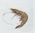  (Metapenaeus - VCR_6)  @13 [ ] Unspecified (default): All Rights Reserved  Unspecified Unspecified