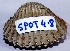  (Tegillarca - SPOT 4.8)  @11 [ ] Copyright (2016) Amrinderkaur Walia The Institute of Science, Mumbai