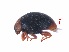 ( - SPM31)  @11 [ ] CreativeCommons - Attribution Share-Alike (2019) Unspecified South China Agricultural University, Department of Entomology