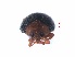  ( - SPM31)  @11 [ ] CreativeCommons - Attribution Share-Alike (2019) Unspecified South China Agricultural University, Department of Entomology
