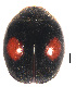  ( - HCW8)  @11 [ ] CreativeCommons - Attribution Share-Alike (2019) Unspecified South China Agricultural University, Department of Entomology
