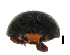  ( - HCW8)  @11 [ ] CreativeCommons - Attribution Share-Alike (2019) Unspecified South China Agricultural University, Department of Entomology