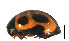  ( - HCW9)  @11 [ ] CreativeCommons - Attribution Share-Alike (2019) Unspecified South China Agricultural University, Department of Entomology