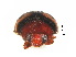  ( - HW2)  @11 [ ] CreativeCommons - Attribution Share-Alike (2019) Unspecified South China Agricultural University, Department of Entomology